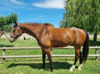 Vente de cheval : EDITION UNO DE VEYLE